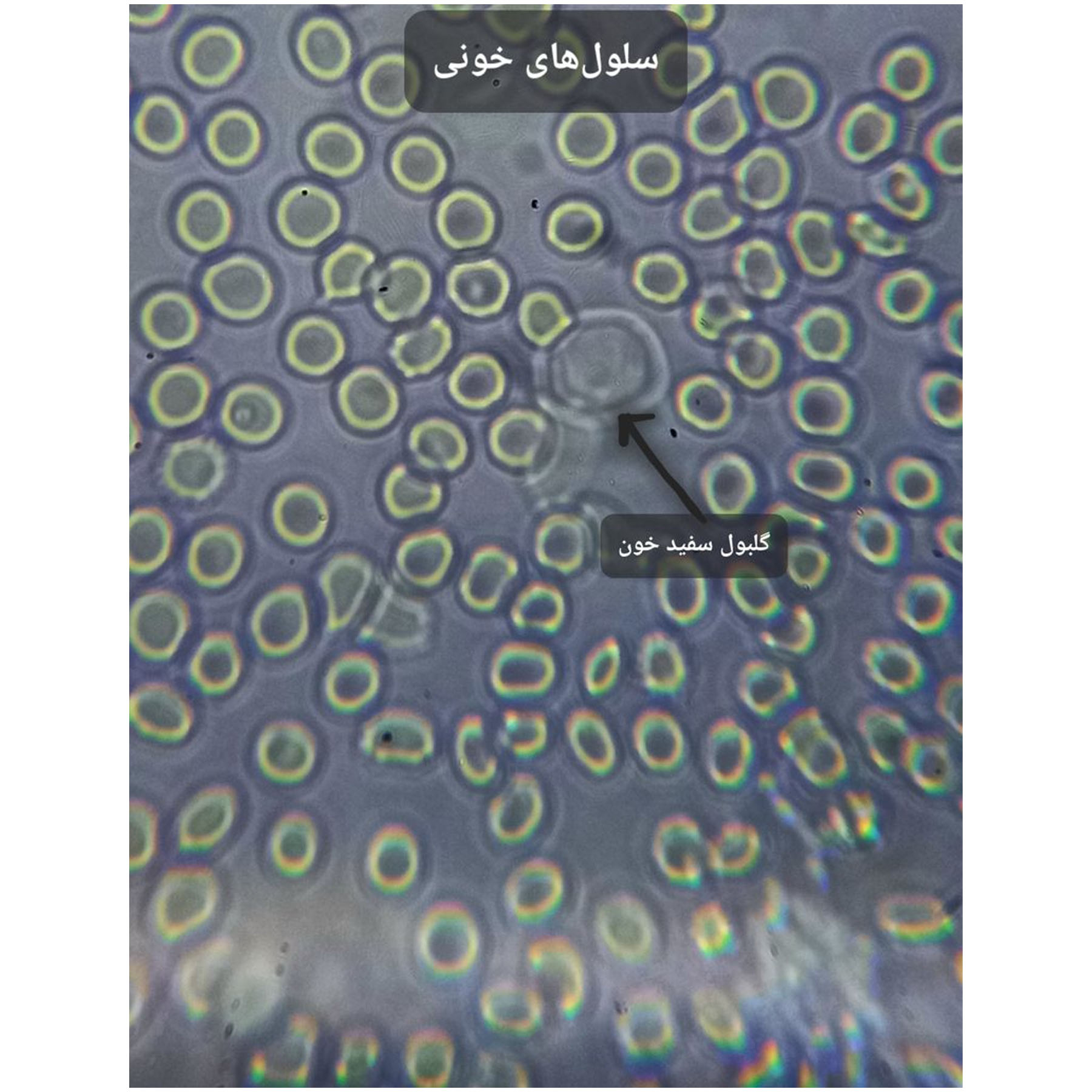 میکروسکوپ کامار مدل زیستی کد 1280x NEW 2024