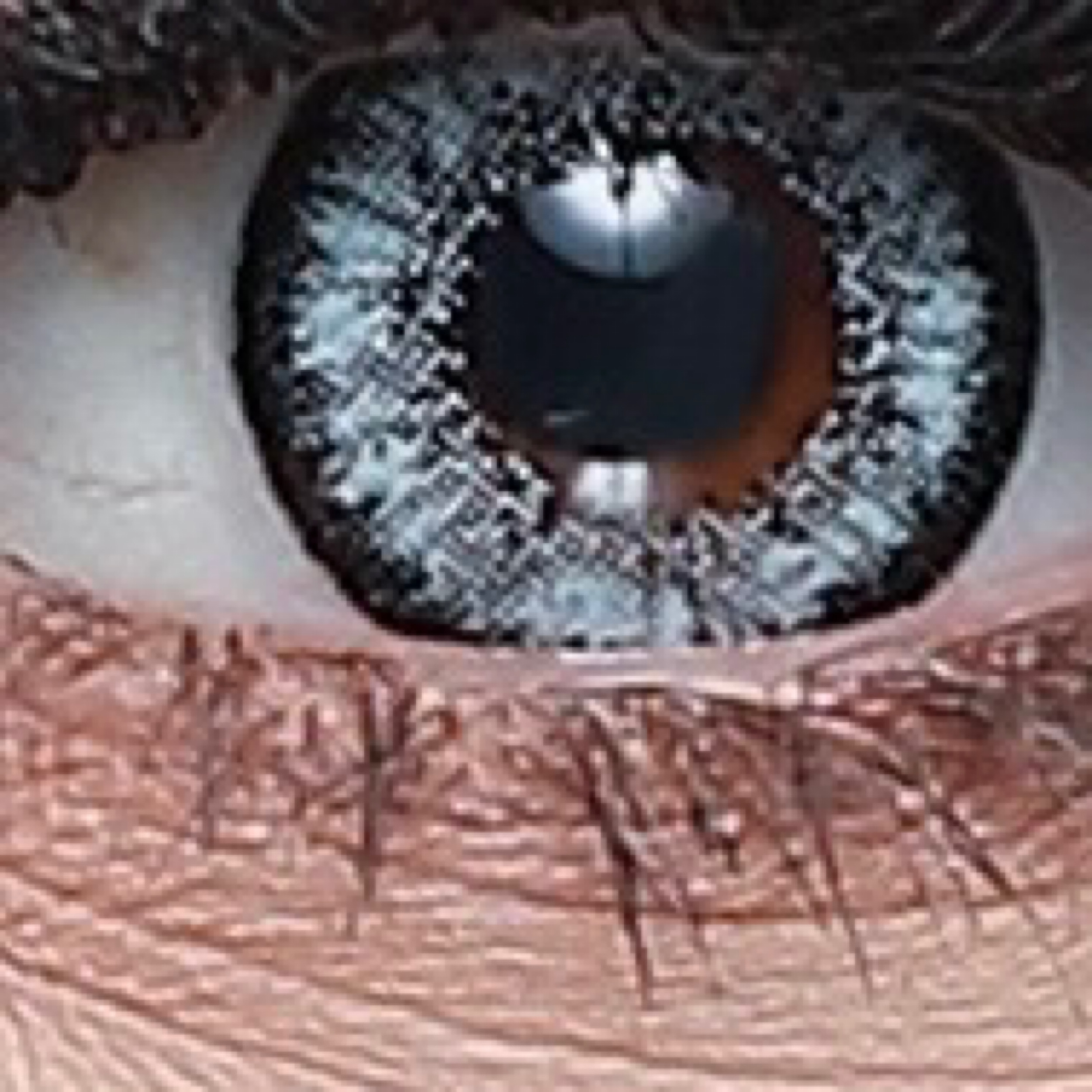 لنز چشم هرا کد SB12 رنگ هاسکی دور مشکی