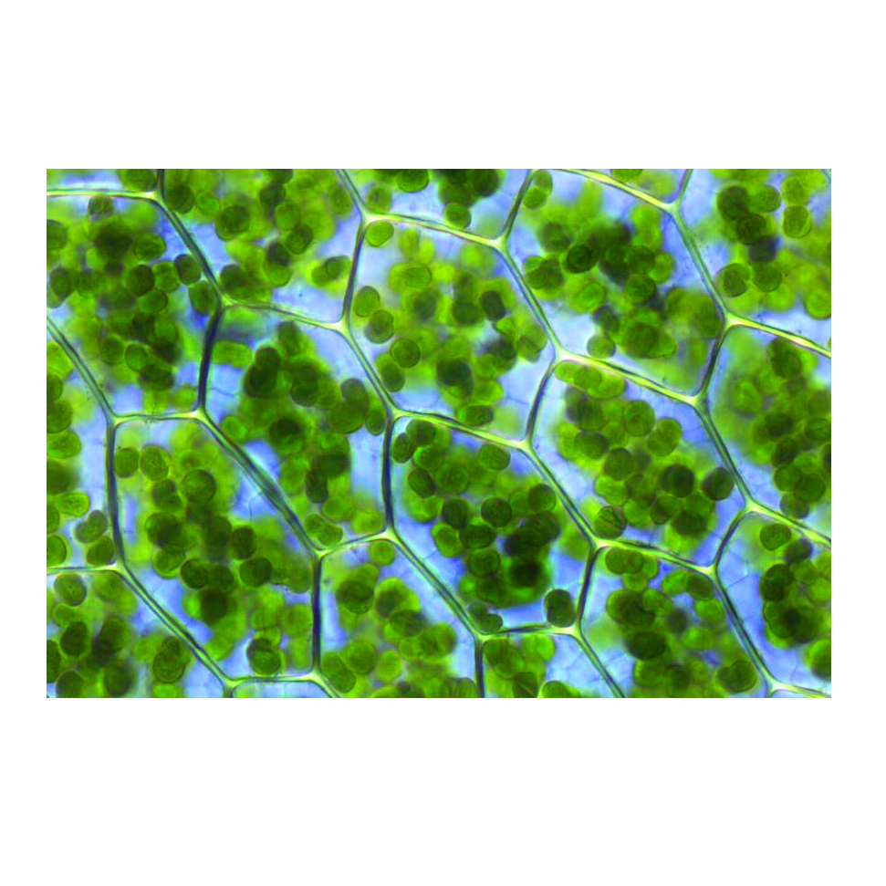 کلروفیل مایع فلوروما مدل LQ حجم 30 میلی لیتر