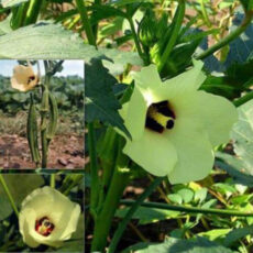 اسانس خوشبوکننده هوا لانیز مدل عقیق رایحه مشک حجم ۱۳۰ میلی لیتر