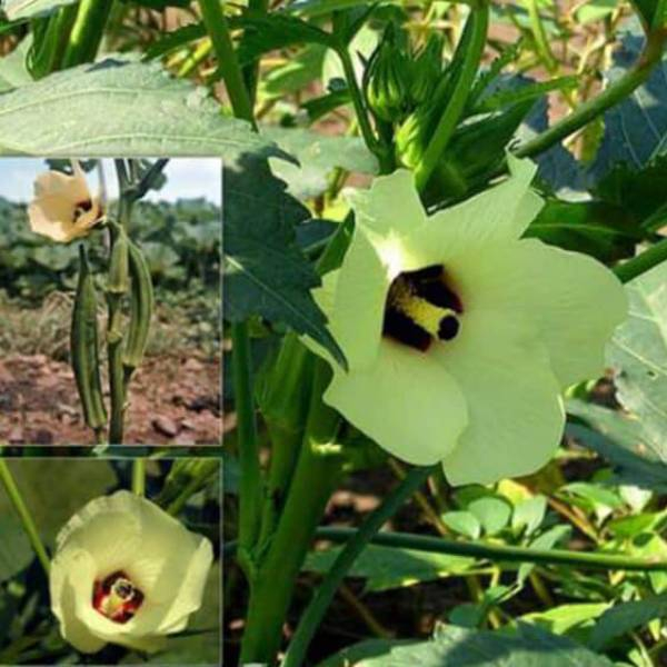 اسانس خوشبوکننده هوا لانیز مدل عقیق رایحه مشک حجم ۱۳۰ میلی لیتر