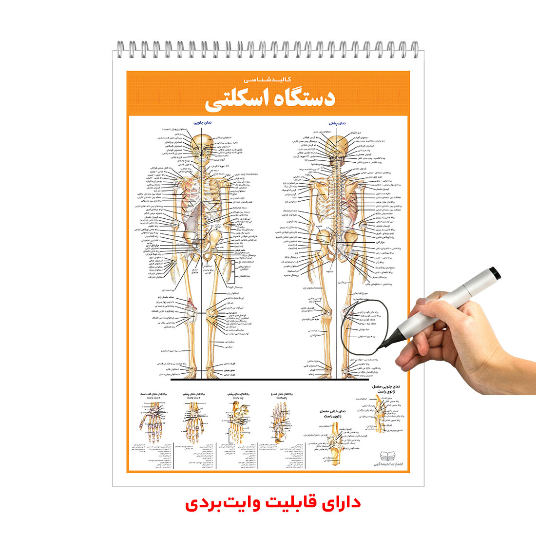 کتاب اطلس کالبدشناسی(آناتومی) بدن انسان اثر حمیدرضا بیات انتشارات اندیشه کهن