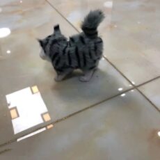 عروسک طرح گربه مدل 990 سایز 12 سانتی متر