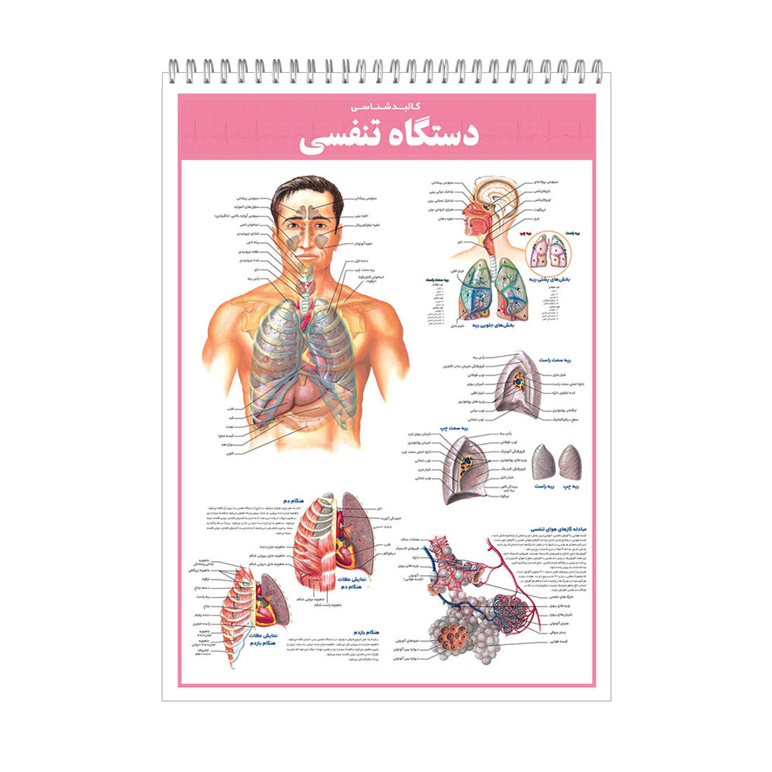 کتاب اطلس کالبدشناسی(آناتومی) بدن انسان اثر حمیدرضا بیات انتشارات اندیشه کهن