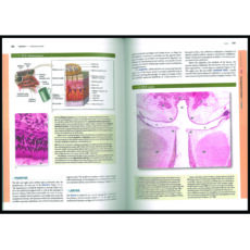 کتاب Junqueira’s Basic Histology 17th Edition اثر Anthony Mescher انتشارات مک گرا هیل
