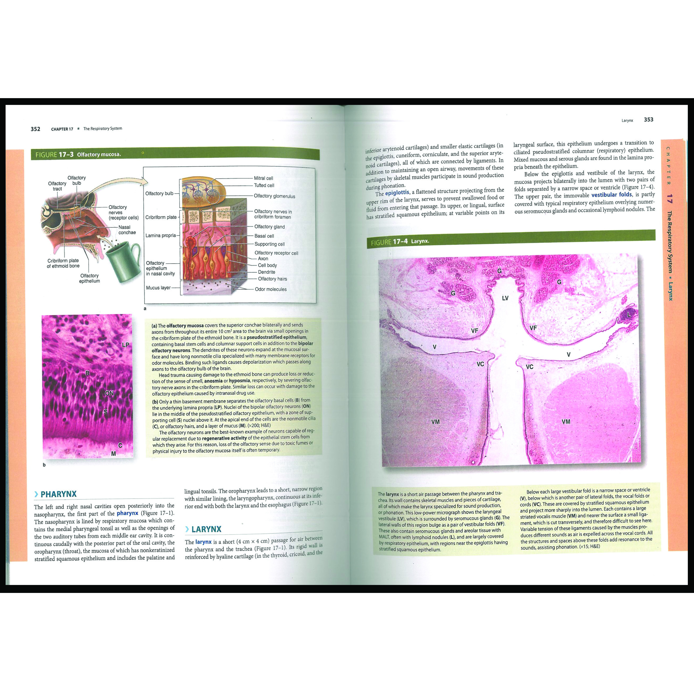 کتاب Junqueira’s Basic Histology 17th Edition اثر Anthony Mescher انتشارات مک گرا هیل