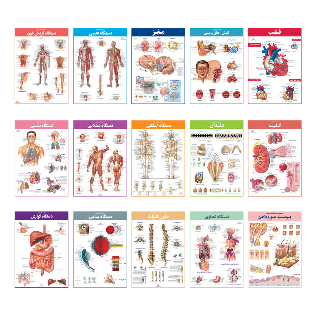 کتاب اطلس کالبدشناسی(آناتومی) بدن انسان اثر حمیدرضا بیات انتشارات اندیشه کهن