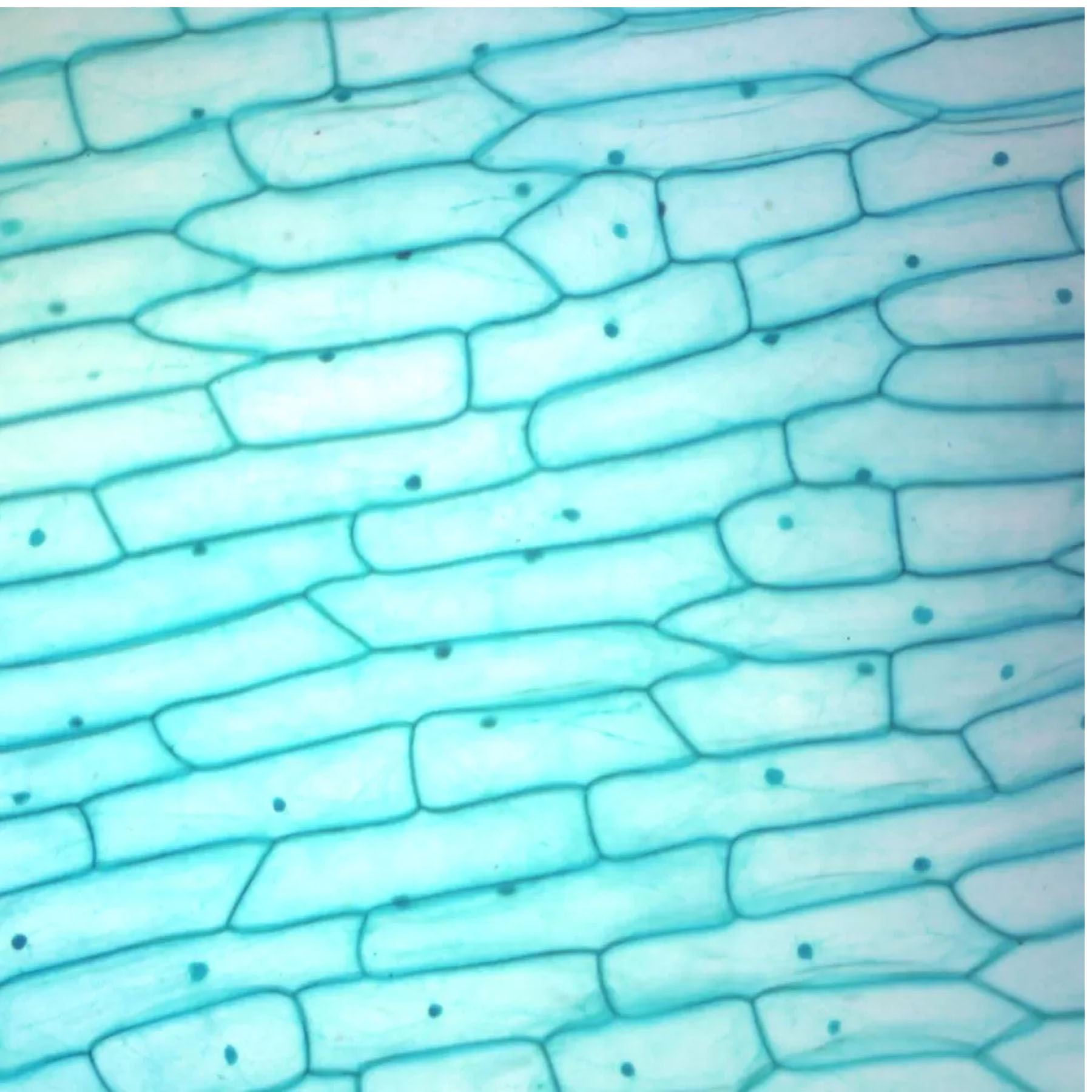 اسلاید میکروسکوپ مدل آماده زیستی بسته 10 عددی