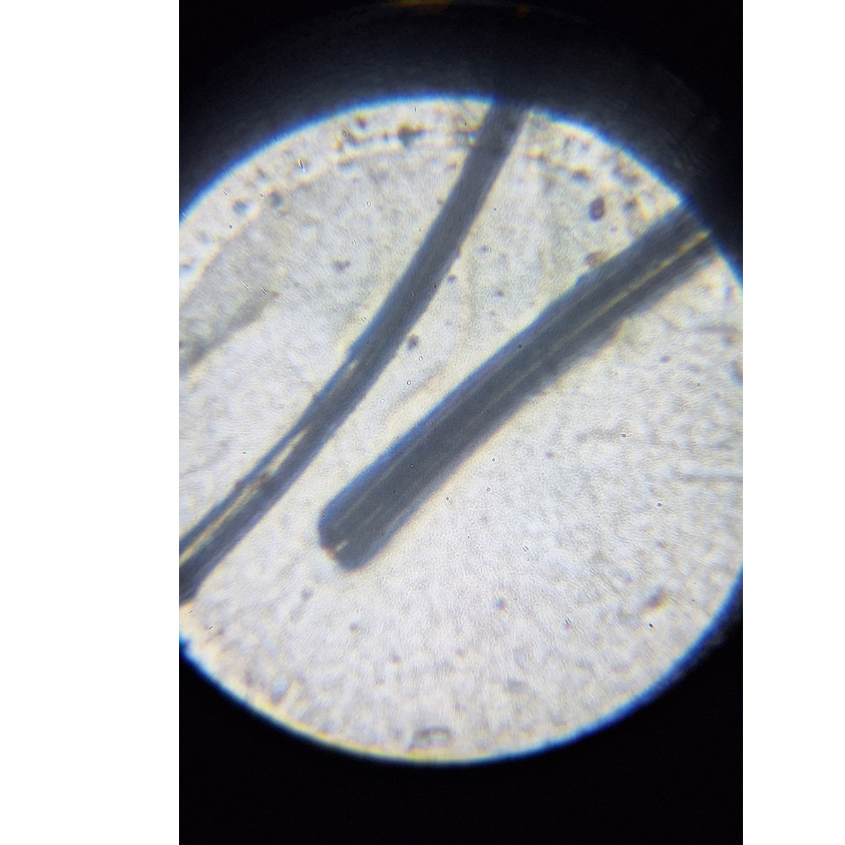 میکروسکوپ کامار مدل دانش آموزی نوری SET 50 750 NEW