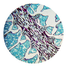 میکروسکوپ مدل لابراتوار کد 800x New 2025