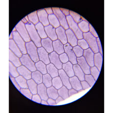 میکروسکوپ مدل لابراتوار کد 800x New 2025