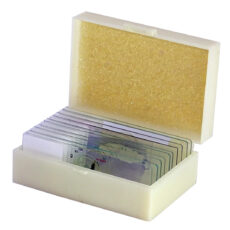 اسلاید میکروسکوپ مدل آماده زیستی بسته 10 عددی