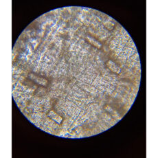 میکروسکوپ مدل Focus 2-speed