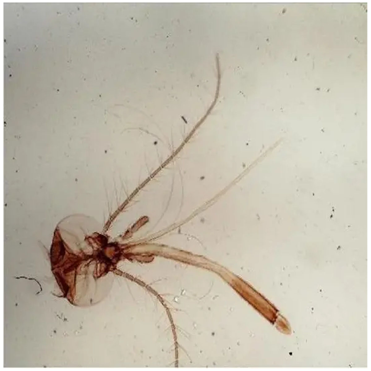 میکروسکوپ مدل زیستی کد NEW S30M