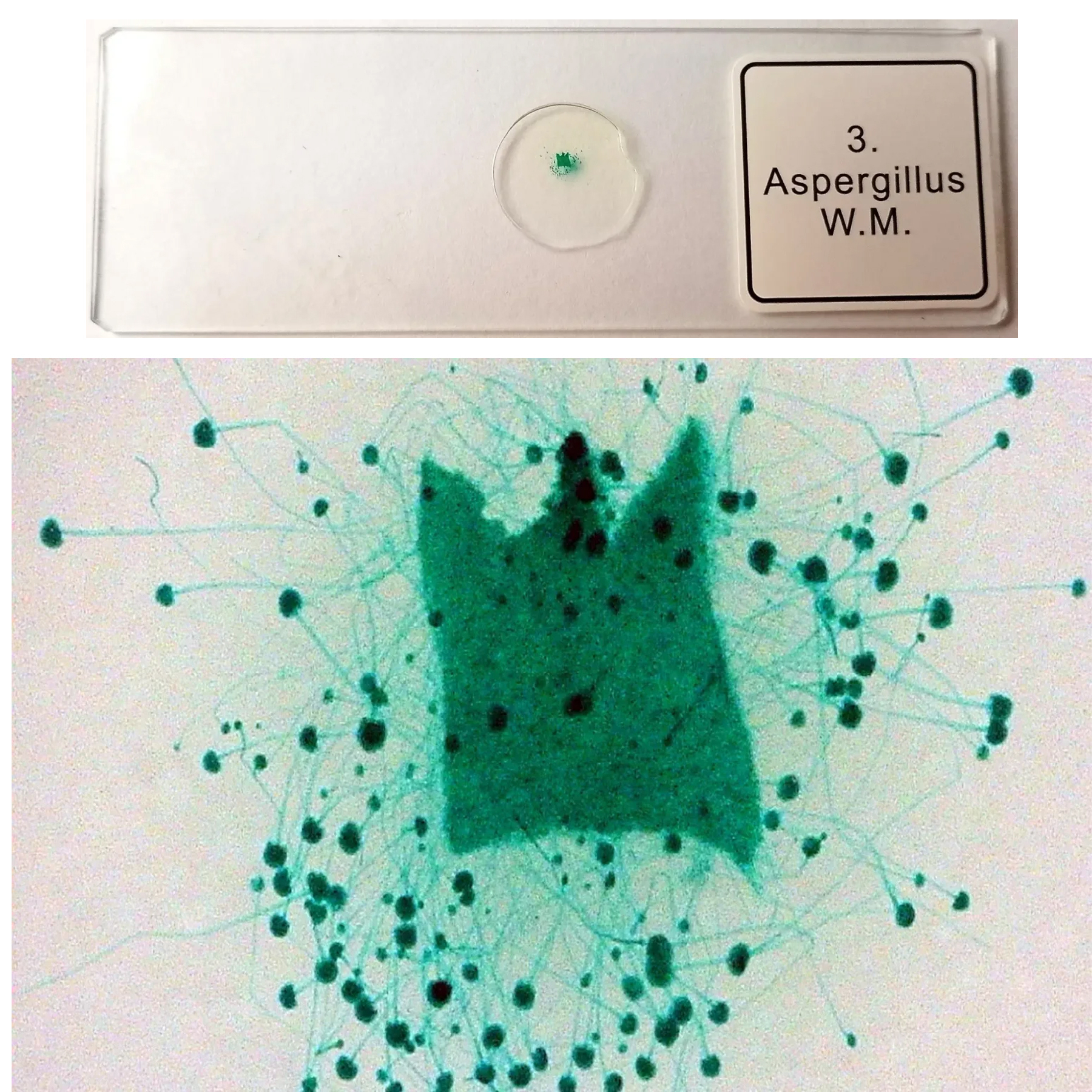 میکروسکوپ دیجیتال مدل 1200X HD 12MP به همراه ریموت کنترل