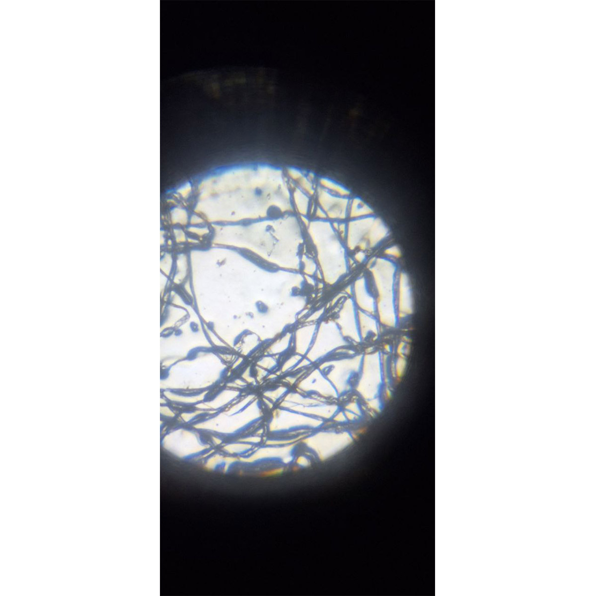 میکروسکوپ کامار مدل دانش آموزی 1200x New 2024