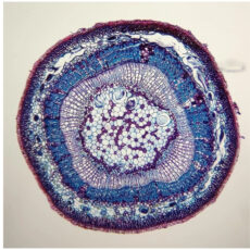 اسلاید میکروسکوپ مدل آماده زیستی بسته 10 عددی