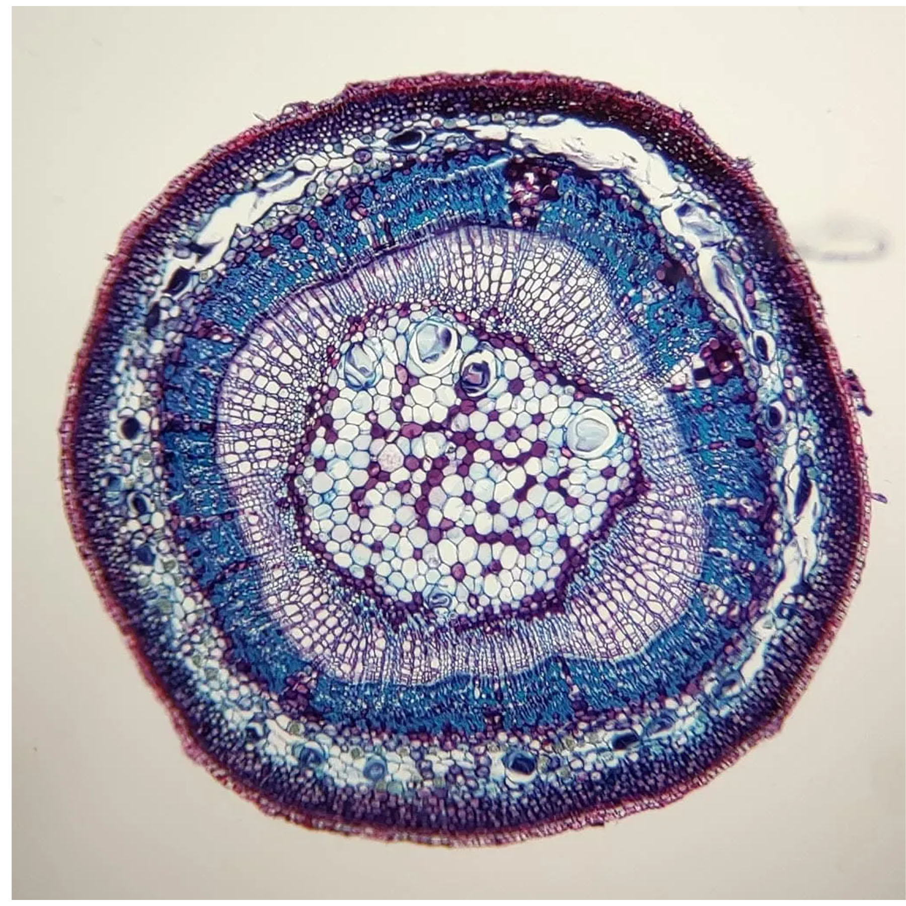اسلاید میکروسکوپ مدل آماده زیستی بسته 10 عددی