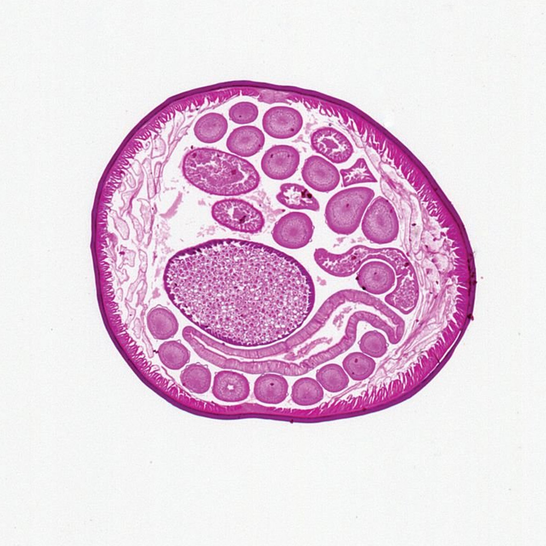 اسلاید میکروسکوپ مدل آماده زیستی بسته 10 عددی