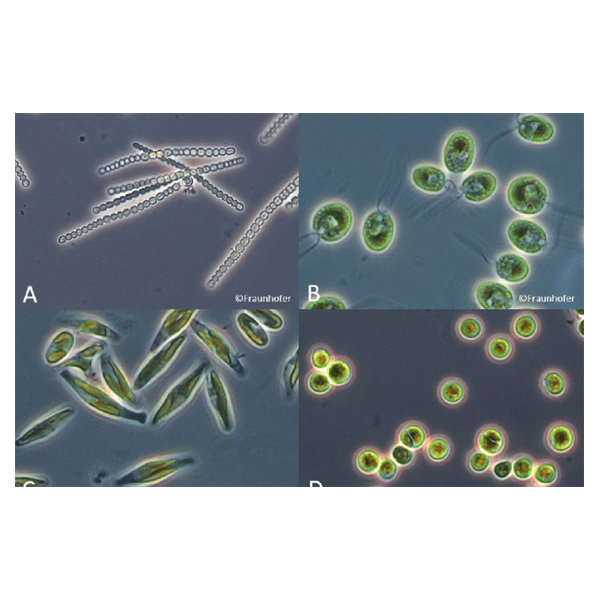 میکروسکوپ مدل BM-113RT