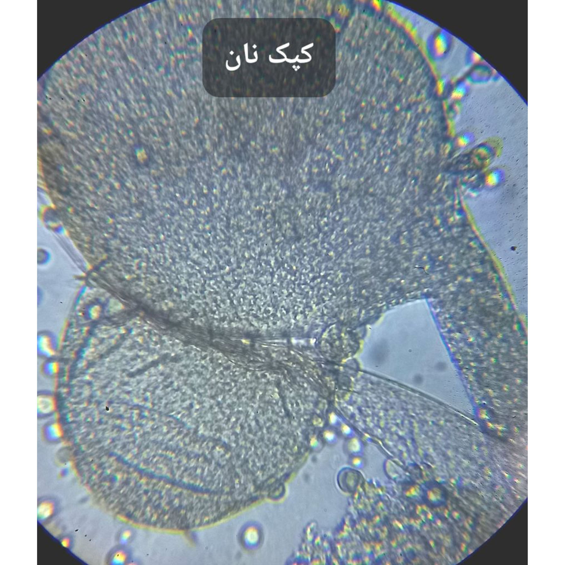 میکروسکوپ مدل آکروماتیک کد 2000x NEW به همراه ریموت عکاسی