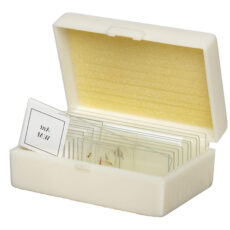 اسلاید میکروسکوپ مدل آماده زیستی بسته 10 عددی