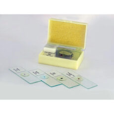 اسلاید میکروسکوپ مدل آماده زیستی بسته 10 عددی