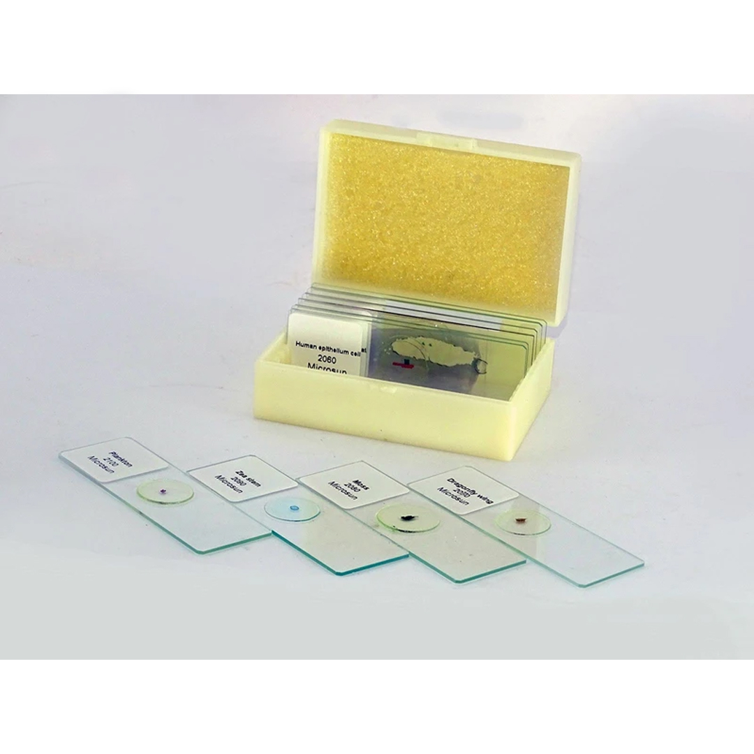 اسلاید میکروسکوپ مدل آماده زیستی بسته 10 عددی