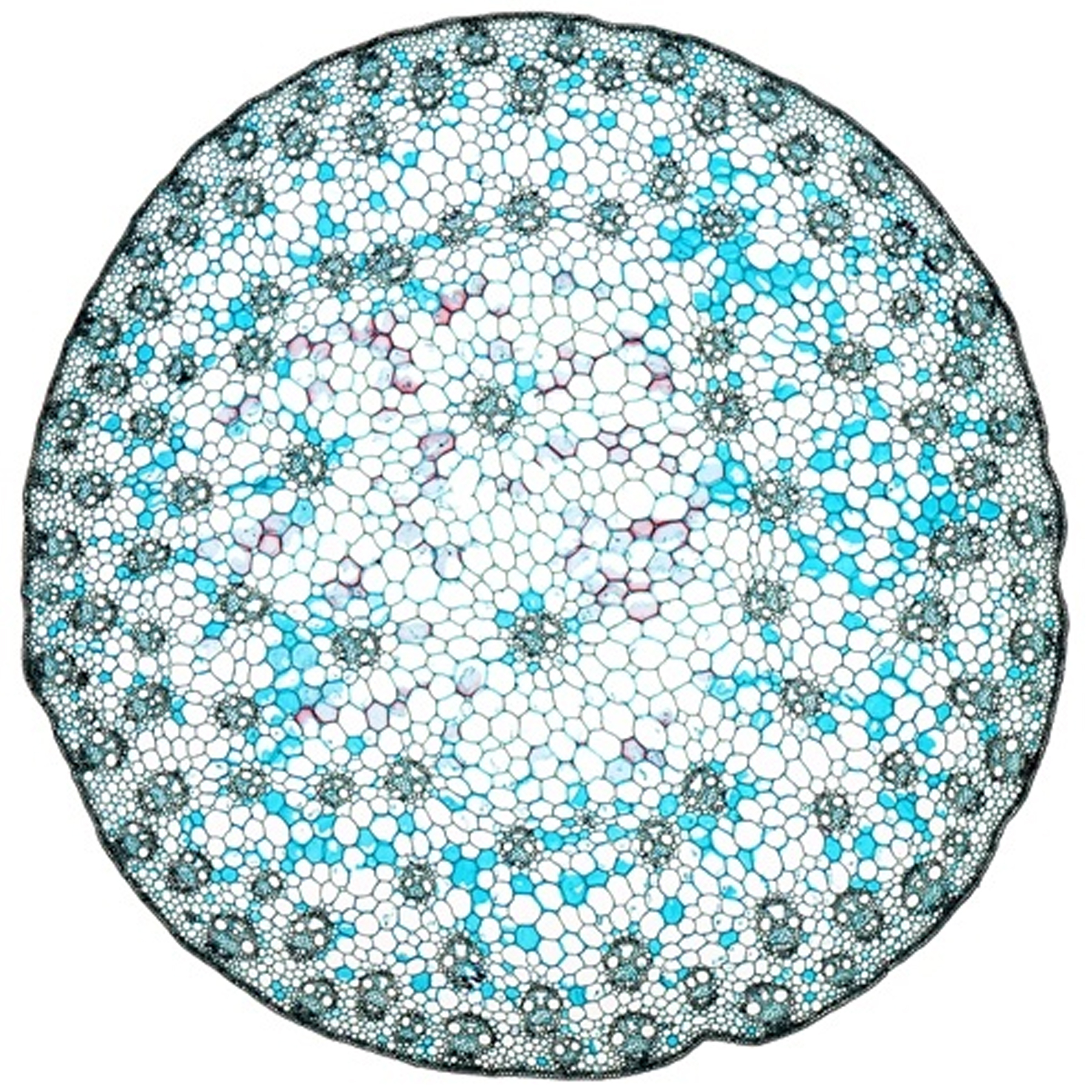 اسلاید میکروسکوپ مدل آماده زیستی بسته 10 عددی