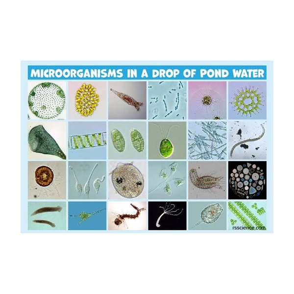 میکروسکوپ مدل BM-113RT