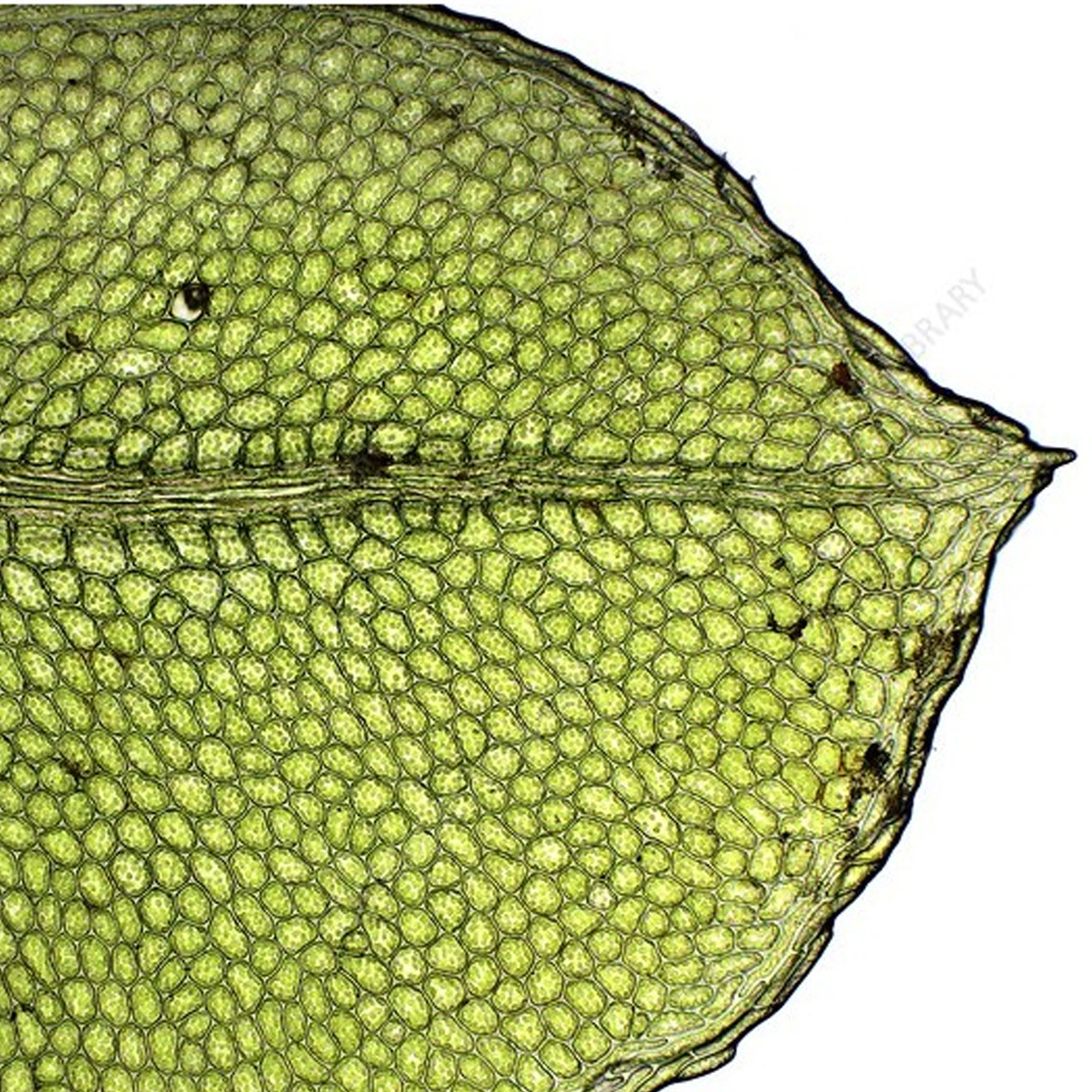 اسلاید میکروسکوپ مدل آماده زیستی بسته 10 عددی