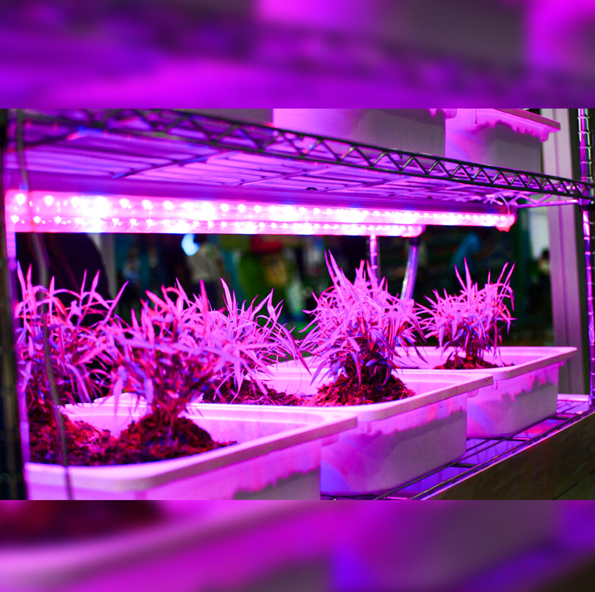 لامپ رشد گیاه 18 وات مدل فول اسپکتروم 220v طرح ریسه LED بسته 4 عددی