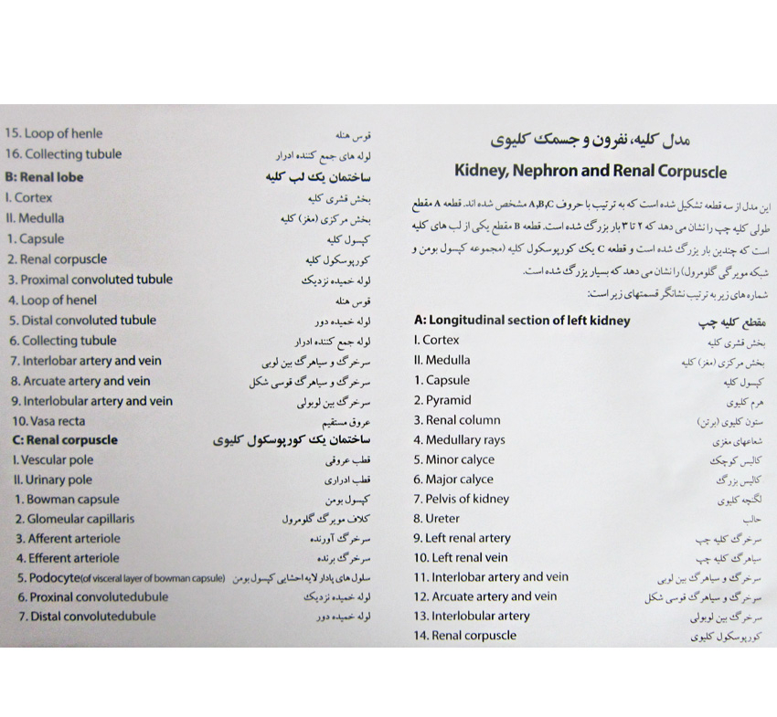بازی آموزشی طرح مولاژ کلیه مدل ASM28