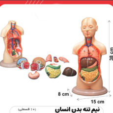 مولاژ نیم تنه انسان مدل 10 قسمتی کد ANATO