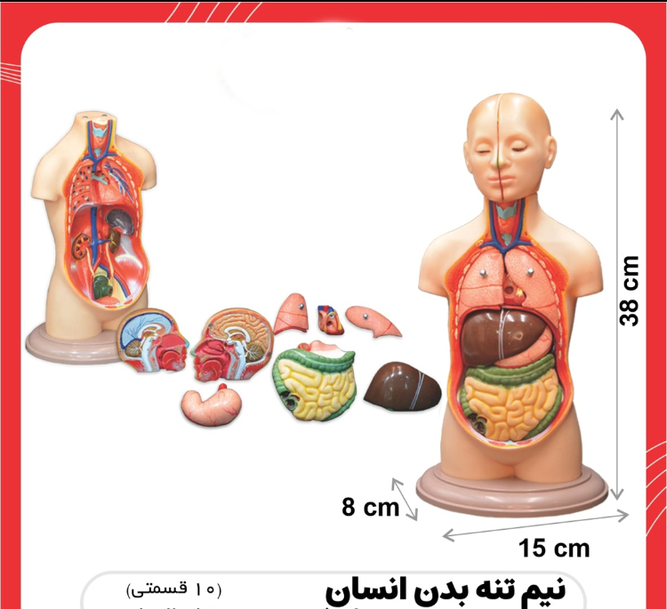 مولاژ نیم تنه انسان مدل 10 قسمتی کد ANATO