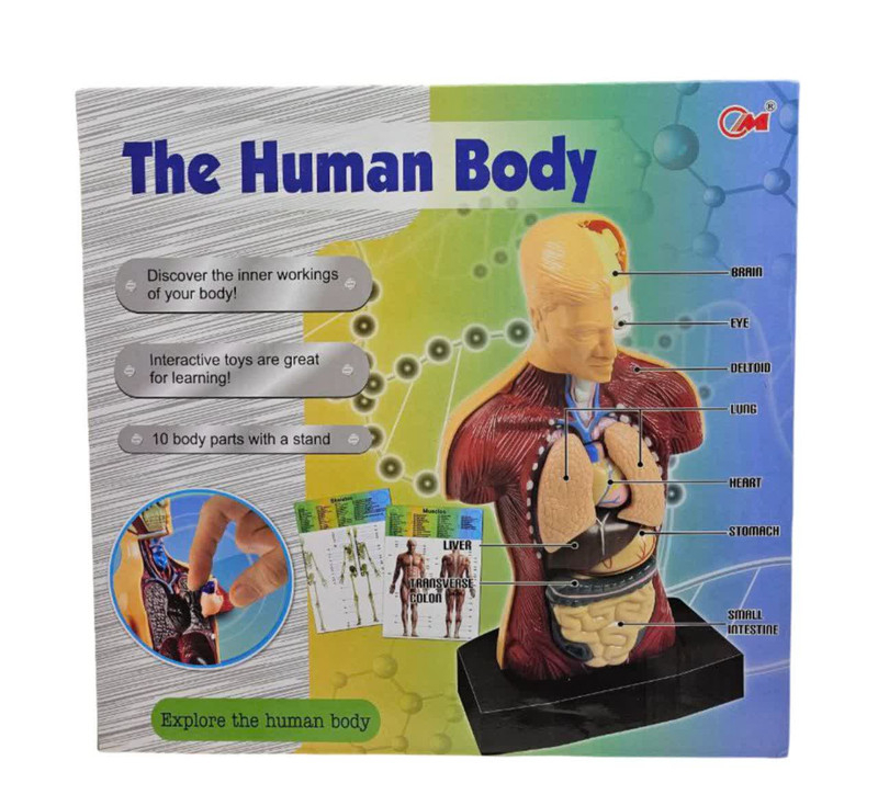 بازی آموزشی ناب سل مدل مولاژ آناتومی اعضای بدن The Human Body naab002