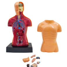 بازی آموزشی ناب سل مدل مولاژ آناتومی اعضای بدن The Human Body naab002
