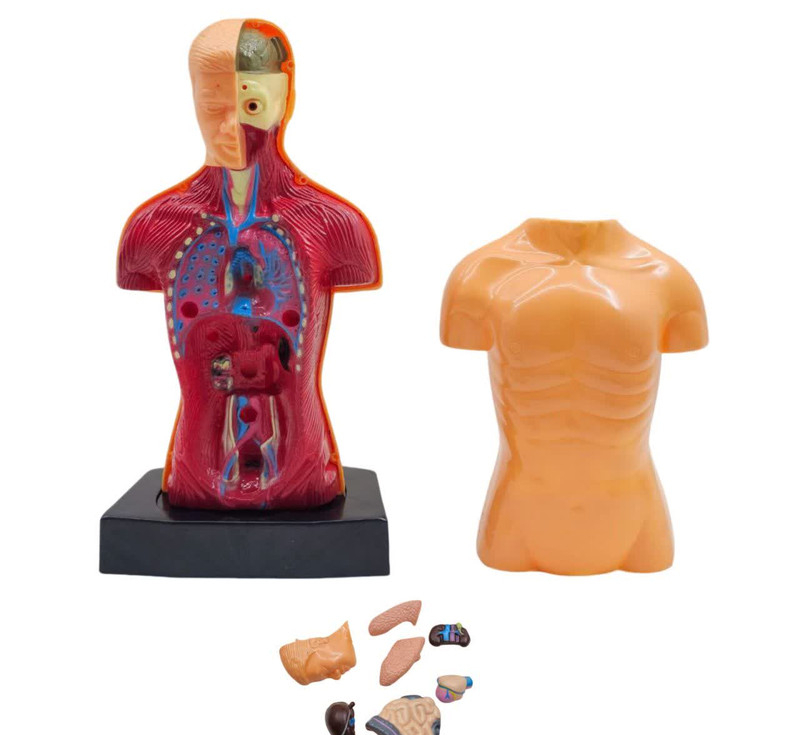 بازی آموزشی ناب سل مدل مولاژ آناتومی اعضای بدن The Human Body naab002