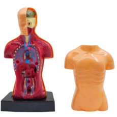 بازی آموزشی ناب سل مدل مولاژ آناتومی اعضای بدن The Human Body naab002