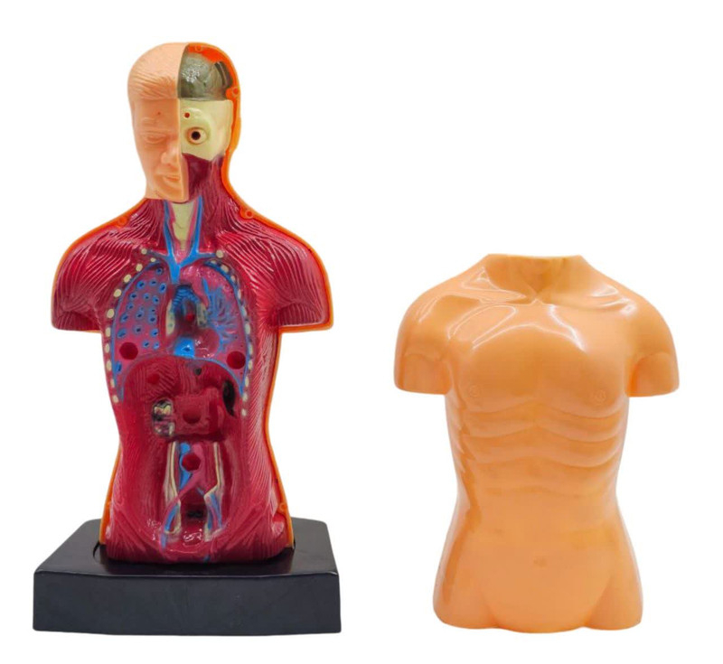 بازی آموزشی ناب سل مدل مولاژ آناتومی اعضای بدن The Human Body naab002