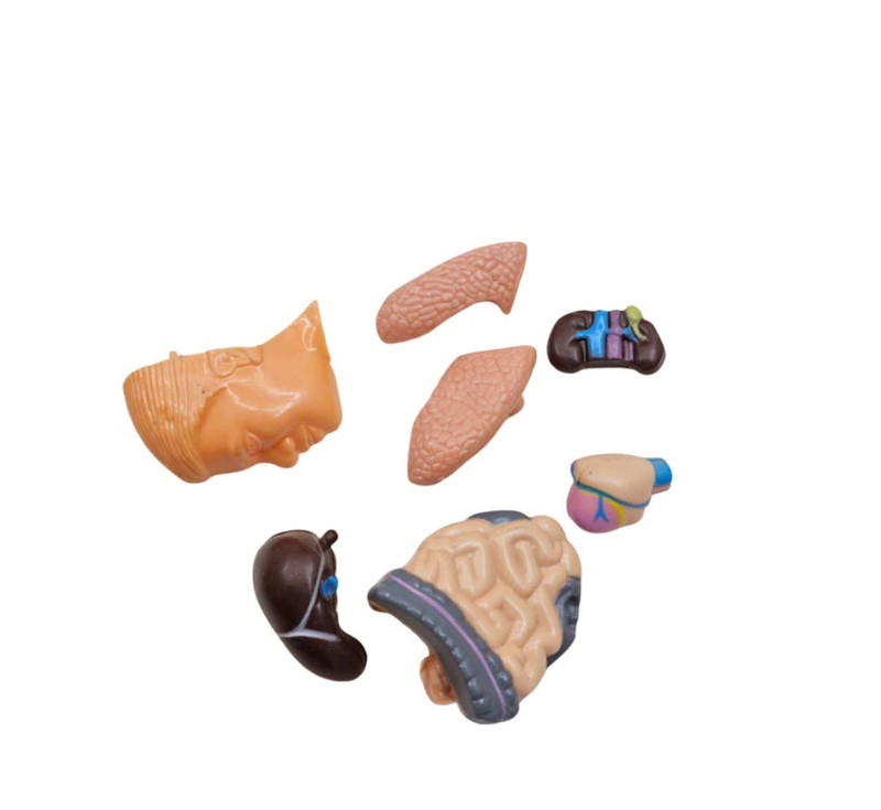 بازی آموزشی ناب سل مدل مولاژ آناتومی اعضای بدن The Human Body naab002