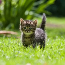 غذای خشک گربه نابالغ ریلکسی مدل KITTEN طعم مرغ و گوشت گاو وزن 2 کیلوگرم