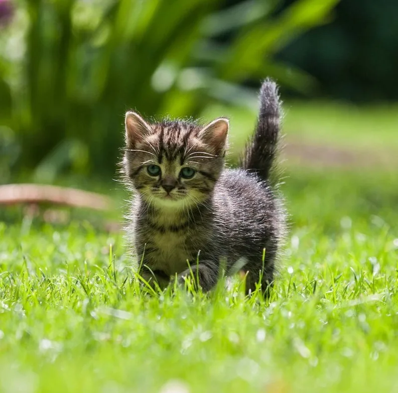 غذای خشک گربه نابالغ ریلکسی مدل KITTEN طعم مرغ و گوشت گاو وزن 2 کیلوگرم